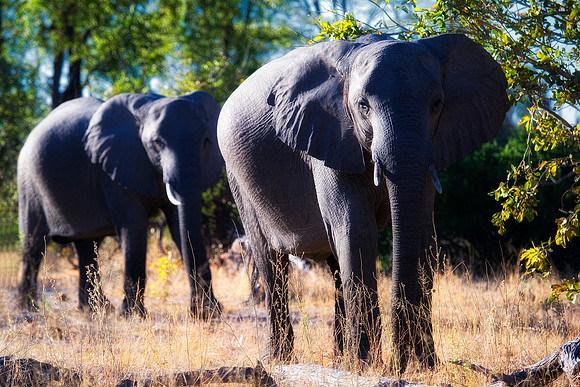 Africa, Africa, Africa, Botswana, Botswana, Chobe, Dumbo, India, Kenya, Kenya, Mara, Masai, Moremi, Namibia, Namibia, Savuti, South, South, Tanzania, Tanzania, Zambia, Zimbabwe, ears, elephant, elepha