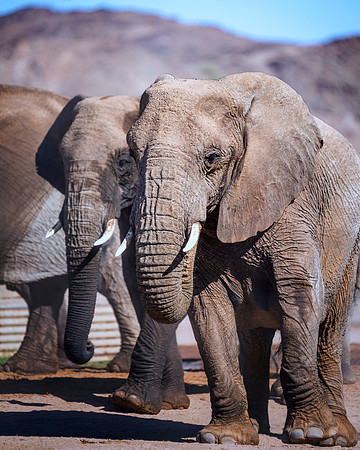 Desert Elephants