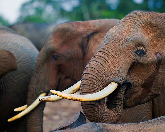 Bertazzoni, Botswana, Chobe, Dumbo, India, Kenya, Mara, Masai, Moremi, Namibia, Namibia, Savuti, "South Africa", Tanzania, Zambia, Zimbabwe, baby, ears, elephant, frica, illegal, ivory, jungle, pack,