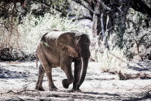 Desert Elephant