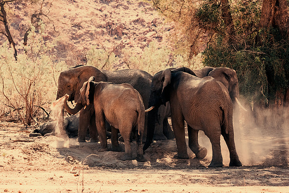 Desert Elephants