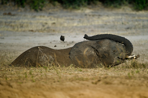 Africa, Botswana, Chobe, Dumbo, Kenya, "Masai Mara", Moremi, Namibia, Savuti, "South Africa", Tanzania, ears, elephant, "illegal trade", ivory, jungle, poaching, safari, savanna, trunk, tusk,India, Ta