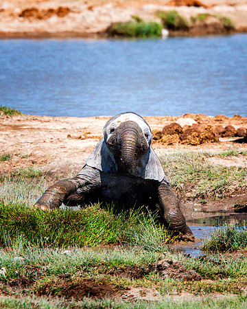 Baby Elephant - Etosha
