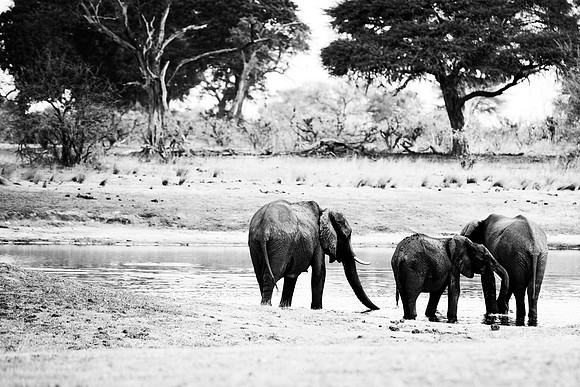 Africa, Africa, Africa, Botswana, Botswana, Chobe, Dumbo, India, Kenya, Kenya, Mara, Masai, Moremi, Namibia, Namibia, Savuti, South, South, Tanzania, Tanzania, Zambia, Zimbabwe, black, "black & white"