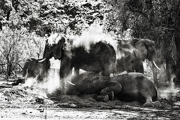 Desert Elephants