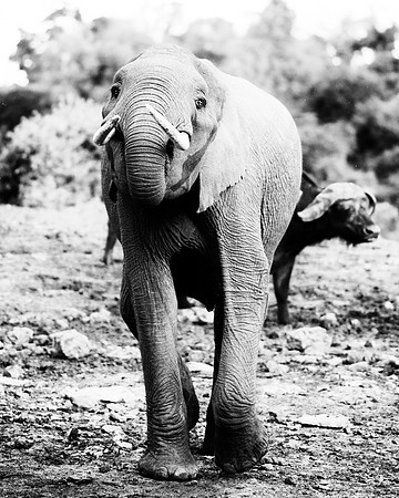 Bertazzoni, Botswana, Chobe, Dumbo, India, Kenya, Mara, Masai, Moremi, Namibia, Namibia, Savuti, "South Africa", Tanzania, Zambia, Zimbabwe, baby, ears, elephant, frica, illegal, ivory, jungle, pack,