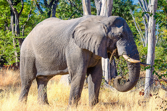 Africa, Africa, Africa, "South Africa", Botswana, Botswana, Chobe, Dumbo, India, Kenya, Kenya, Mara, Masai, Moremi, Namibia, Namibia, Savuti, South, Tanzania, Tanzania, Zambia, Zimbabwe, baby, ears, e