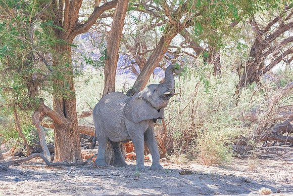 Desert Elephant