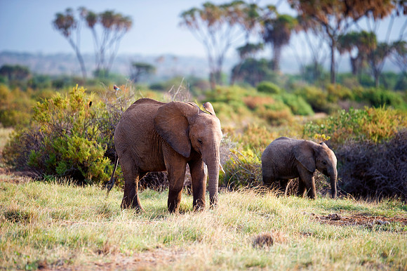 Africa, Bertazzoni, Botswana, Chobe, Dumbo, India, Kenya, Mara, Masai, Moremi, Namibia, Namibia, Savuti, "South Africa", Tanzania, Zambia, Zimbabwe, baby, "black & white", ears, elephant, illegal, ivo