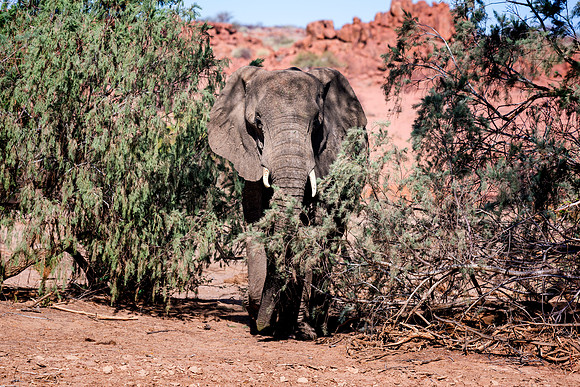 Desert Elephant