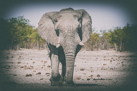 Africa, Africa, Africa, Botswana, Botswana, Chobe, Dumbo, India, Kenya, Kenya, Mara, Masai, Moremi, Namibia, Namibia, Savuti, South, South, Tanzania, Tanzania, Zambia, Zimbabwe, black, "black & white"