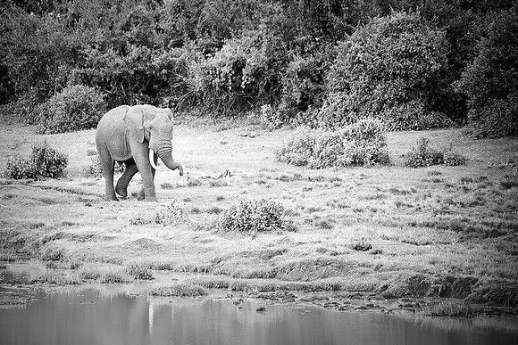 Bertazzoni, Botswana, Chobe, Dumbo, India, Kenya, Mara, Masai, Moremi, Namibia, Namibia, Savuti, "South Africa", Tanzania, Zambia, Zimbabwe, baby, ears, elephant, frica, illegal, ivory, jungle, pack,