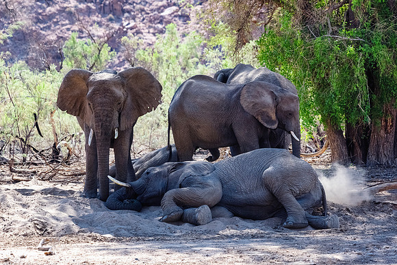 Desert Elephants