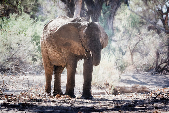 Desert Elephant