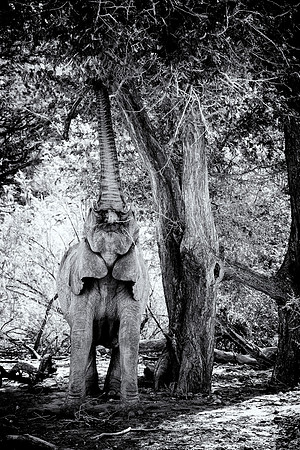 Desert Elephant