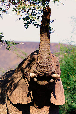 Africa, Bertazzoni, Botswana, Chobe, Dumbo, India, Kenya, Mara, Masai, Moremi, Namibia, Namibia, Savuti, "South Africa", Tanzania, Zambia, Zimbabwe, baby, "black & white", ears, elephant, illegal, ivo