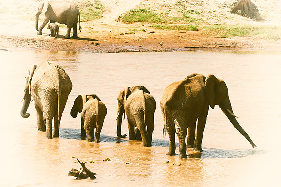 Africa, Bertazzoni, Botswana, Chobe, Dumbo, India, Kenya, Mara, Masai, Moremi, Namibia, Namibia, Savuti, "South Africa", Tanzania, Zambia, Zimbabwe, baby, "black & white", ears, elephant, illegal, ivo