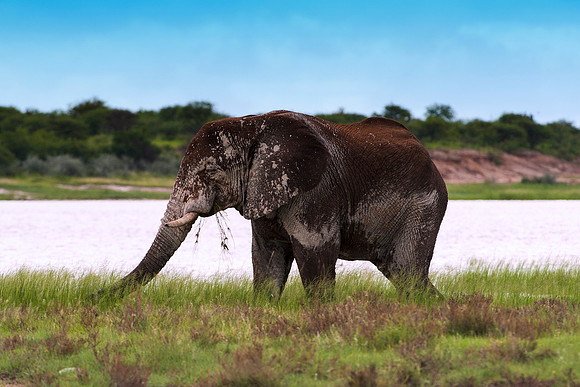India, Tanzania, elephant, Kenya, safari, trunk, wildlife, zoo, tusks, poaching, ivory, parks, savanna, jungle, " South Africa", Namibia, Botswana, Zambia, Zimbabwe, pack, wildlife