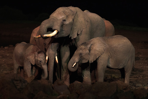 Africa, Bertazzoni, Botswana, Chobe, Dumbo, India, Kenya, Mara, Masai, Moremi, Namibia, Namibia, Savuti, "South Africa", Tanzania, Zambia, Zimbabwe, baby, "black & white", ears, elephant, illegal, ivo