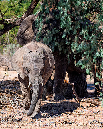 Desert Elephant