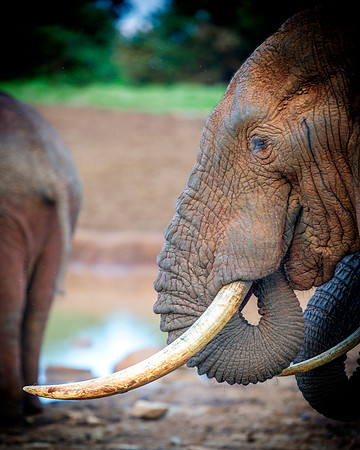Bertazzoni, Botswana, Chobe, Dumbo, India, Kenya, Mara, Masai, Moremi, Namibia, Namibia, Savuti, "South Africa", Tanzania, Zambia, Zimbabwe, baby, ears, elephant, frica, illegal, ivory, jungle, pack,