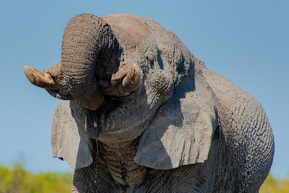 Africa, Africa, Africa, Botswana, Botswana, Chobe, Dumbo, India, Kenya, Kenya, Mara, Masai, Moremi, Namibia, Namibia, Savuti, South, South, Tanzania, Tanzania, Zambia, Zimbabwe, black, "black & white"