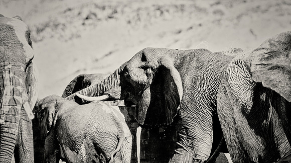Desert Elephants
