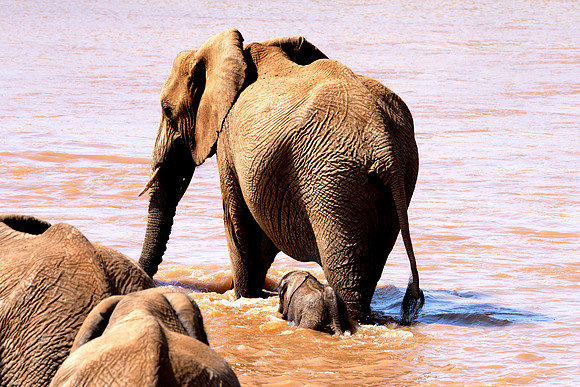 Africa, Bertazzoni, Botswana, Chobe, Dumbo, India, Kenya, Mara, Masai, Moremi, Namibia, Namibia, Savuti, "South Africa", Tanzania, Zambia, Zimbabwe, baby, "black & white", ears, elephant, illegal, ivo