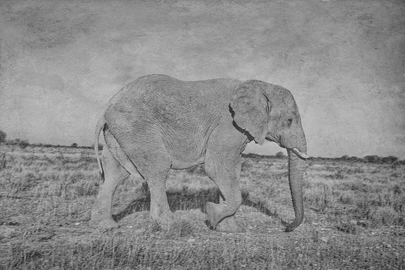 Bertazzoni, Botswana, Chobe, Dumbo, India, Kenya, Mara, Masai, Moremi, Namibia, Namibia, Savuti, "South Africa", Tanzania, Zambia, Zimbabwe, baby, "black & white", ears, elephant, frica, illegal, ivor