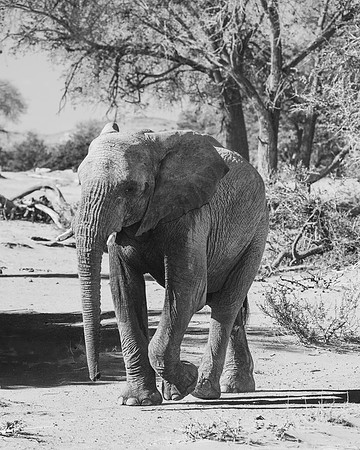 Desert Elephant