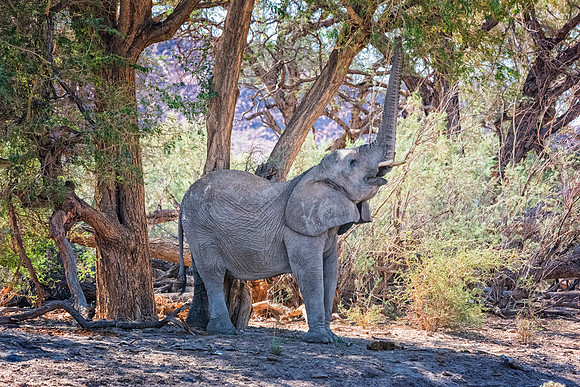 Desert Elephant