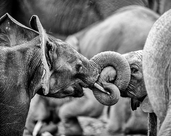 Africa, Botswana, Chobe, Dumbo, India, Kenya, Mara, Masai, Moremi, Namibia, Namibia, Savuti, "South Africa", Tanzania, Zambia, Zimbabwe, baby, Bertazzoni, ears, elephant, illegal, ivory, jungle, pack,