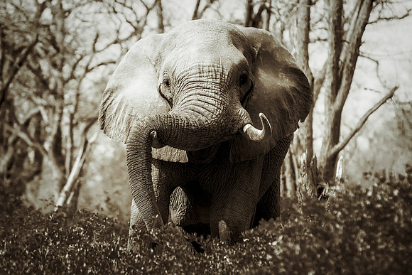 Africa, Africa, Africa, Botswana, Botswana, Chobe, Dumbo, India, Kenya, Kenya, Mara, Masai, Moremi, Namibia, Namibia, Savuti, South, South, Tanzania, Tanzania, Zambia, Zimbabwe, black, "black & white"
