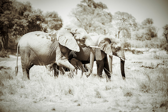 Elephants