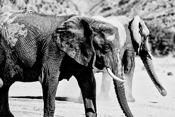 Desert Elephants
