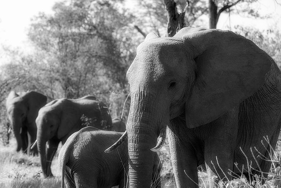 Elephants