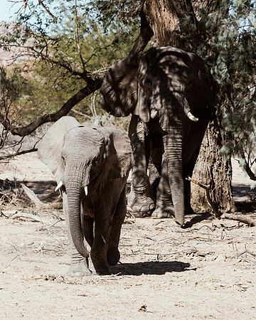 Desert Elephant