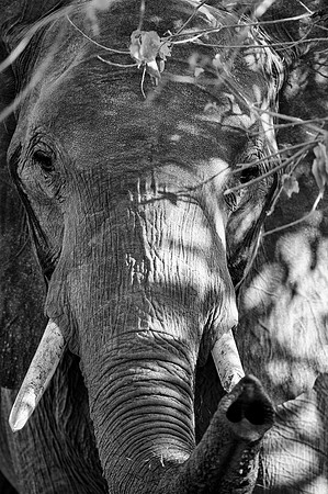 &, Africa, Africa, Africa, Botswana, Botswana, Chobe, Dumbo, India, Kenya, Kenya, Mara, Masai, Moremi, Namibia, Namibia, Savuti, South, South, Tanzania, Tanzania, Zambia, Zimbabwe, black, ears, elepha