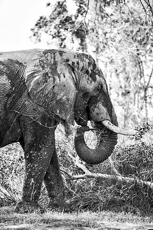 Africa, Africa, Africa, Botswana, Botswana, Chobe, Dumbo, India, Kenya, Kenya, Mara, Masai, Moremi, Namibia, Namibia, Savuti, South, South, Tanzania, Tanzania, Zambia, Zimbabwe, black, "black & white"