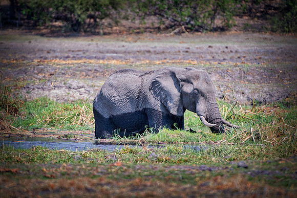 Africa, Africa, Africa, Botswana, Botswana, Chobe, Dumbo, India, Kenya, Kenya, Mara, Masai, Moremi, Namibia, Namibia, Savuti, South, South, Tanzania, Tanzania, Zambia, Zimbabwe, black, "black & white"