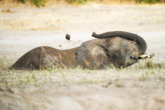 Africa, Africa, Africa, Botswana, Botswana, Chobe, Dumbo, India, Kenya, Kenya, Mara, Masai, Moremi, Namibia, Namibia, Savuti, South Africa, Tanzania, Tanzania, Zambia, Zimbabwe, baby elephant, ears, e
