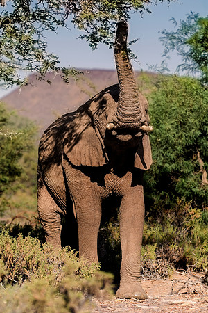 Africa, Bertazzoni, Botswana, Chobe, Dumbo, India, Kenya, Mara, Masai, Moremi, Namibia, Namibia, Savuti, "South Africa", Tanzania, Zambia, Zimbabwe, baby, "black & white", ears, elephant, illegal, ivo