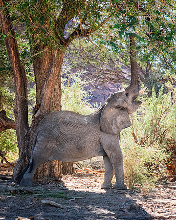 Desert Elephant