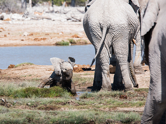 Baby Elephant - Etosha