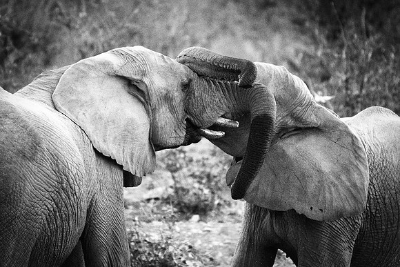 Africa, Bertazzoni, Botswana, Chobe, Dumbo, India, Kenya, Mara, Masai, Moremi, Namibia, Namibia, Savuti, "South Africa", Tanzania, Zambia, Zimbabwe, baby, "black & white", ears, elephant, illegal, ivo