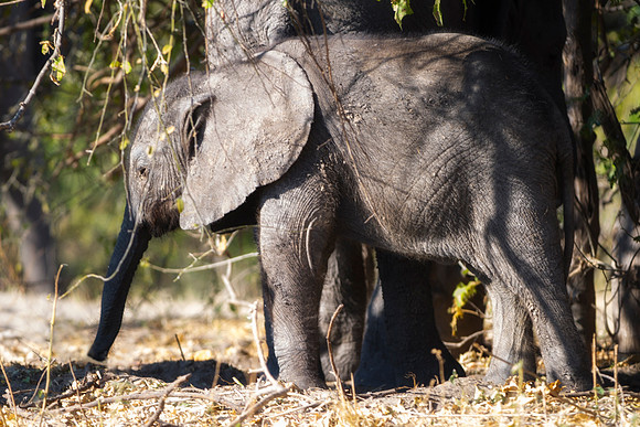 Africa, Africa, Africa, Botswana, Botswana, Chobe, Dumbo, India, Kenya, Kenya, Mara, Masai, Moremi, Namibia, Namibia, Savuti, "South Africa", "baby elephant" Tanzania, Tanzania, Zambia, Zimbabwe, ears