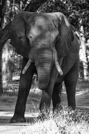 "black & white", Africa, Botswana, Chobe, Dumbo, India, Kenya, Mara, Masai, Moremi, Namibia, Savuti, "South Africa", Tanzania, Zambia, Zimbabwe, artistic, bertazzoni, black, black, ears, elephant, ill