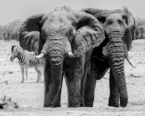 Africa, Africa, Africa, Botswana, Botswana, Chobe, Dumbo, India, Kenya, Kenya, Mara, Masai, Moremi, Namibia, Namibia, Savuti, South, South, Tanzania, Tanzania, Zambia, Zimbabwe, black, "black & white"
