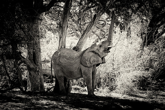 Desert Elephant