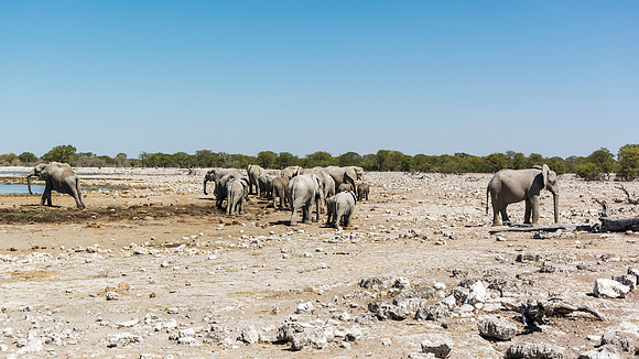 Elephants - Etosha